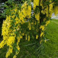 キングサリの画像