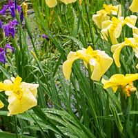 ハナショウブ,花菖蒲,キハナショウブ,キハナショウブ,花菖蒲　愛知の輝きの画像