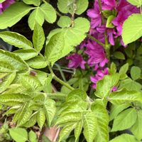 ウド,ウド,ウド,鉢植え,おもしろいの画像