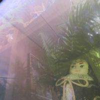タカワラビ,キンモウコウ,ジオ・ゴールデン・ボバイン,観葉植物,癒しの画像