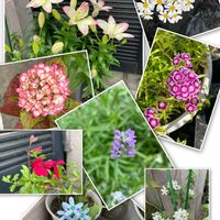 アジサイ,チェリーセージ,十二の巻,シルバーレース,イングリッシュラベンダーの画像