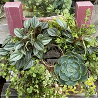 セダム,ペペロミア,ワイヤープランツ,七福神,寄せ植えの画像