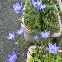 トリテレイア,トリテレイア,ブローディア,ブローディア,道端の画像