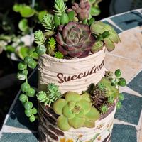 ホッテントッタ,オルビキュラリス,小海螺,多肉植物,多肉植物寄せ植えの画像