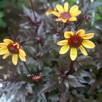 エキナセア,リシマキア ボジョレー,リシマキア ボジョレー,プチダリア・ハミングブロンズ・ニッポン,プチダリア・ハミングブロンズ・ニッポンの画像
