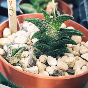 ハオルチア,ハオルチア ニグラ,観葉植物,ガーデニング,グリーンの画像
