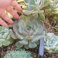 謎べリア,謎べリア,多肉植物,エケベリア属,多肉地植えの画像