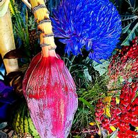 バナナ,バナナの花,バナナの花,生命力,果実の画像