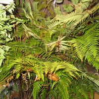 タカワラビ,キンモウコウ,ジオ・ゴールデン・ボバイン,観葉植物,癒しの画像