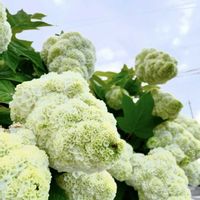 カシワバアジサイ,カルミア,カロライナジャスミン,ヤマボウシ,イヌツゲの画像