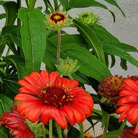 ガイラルディア,カロライナジャスミン,ナデシコ,フェイジョア,ムラサキツユクサの画像