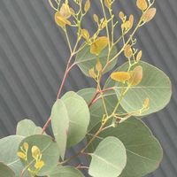 ユーカリ,ユーカリ グニー,ユーカリ グニー,ユーカリポポラス,散歩の画像