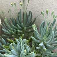 美空の鉾,ベランダのお花,我が家の多肉植物の画像