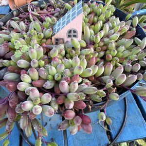 ルビーネックレス,多肉植物,ジャンク,ジャンクガーデン,シャビーの画像