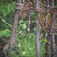 バニーテール,ラグラス,雑貨,花のある暮らし,葉っぱのある暮らしの画像