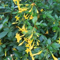 カロライナジャスミンの画像