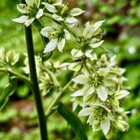 オオヤマフスマ,ミツバシモツケ,クサソテツ,バイケイソウ,シダ植物の画像