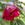 abutilon