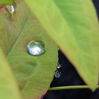 オタフクナンテン,我が家,癒やされて,水滴の水曜日,wakuwakuの画像