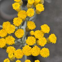カレープラント,カレープラント,カレープラント,カレープラント,鉢植えの画像