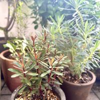 ユーフォルビア ブラックバード,ユーフォルビア・ウェルフェニー,ユーフォルビア,花のある暮らし,植物のある暮らしの画像