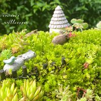 多肉植物,多肉箱庭,花のある暮らし,緑のある暮らし,ナチュラルスタイルの画像