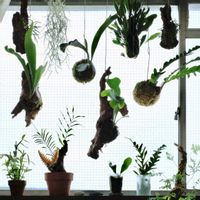 ウスネオイデス,ビカクシダ,リプサリス,ドリナリア,シノブの画像