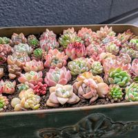 小人の祭り,カット苗,チーム愛知,2019同期,小人の花束かも(⁠･⁠o⁠･⁠;⁠)の画像