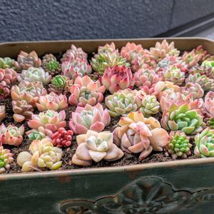 小人の祭り,カット苗,チーム愛知,2019同期,小人の花束かも(⁠･⁠o⁠･⁠;⁠)の画像