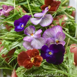 フェンネル,ビオラ,エディブルフラワー,エディブルフラワー,サラダ水菜の画像