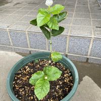 ジャスミン,咲いた！,良い香り,iPhone撮影,植物大好きの画像