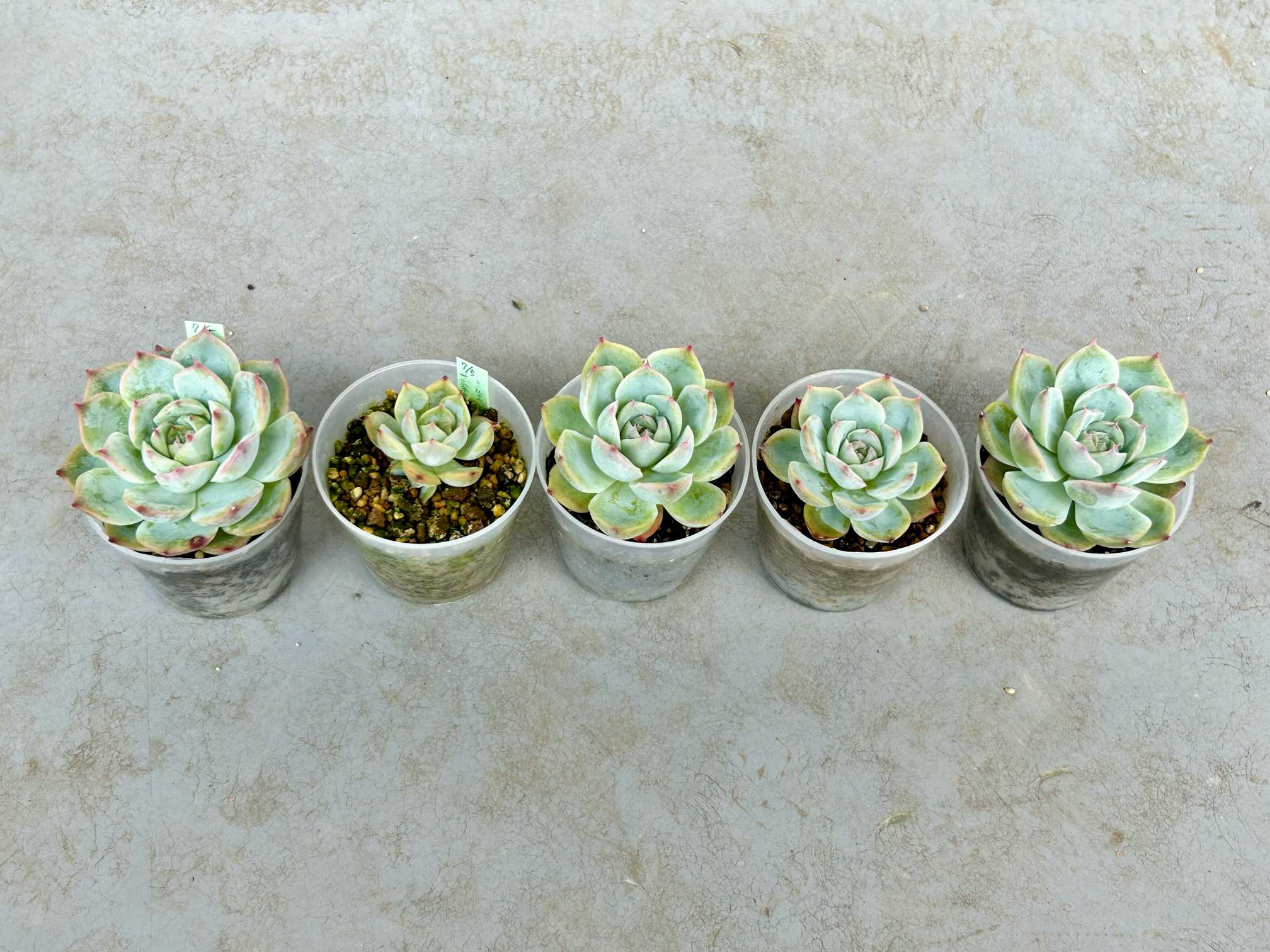 多肉植物^o^葉挿し赤ちゃん ラオン 【公式通販】