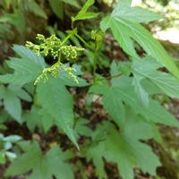 キョウガノコ,キョウガノコ,山芍薬,ワサビ,ワサビの画像
