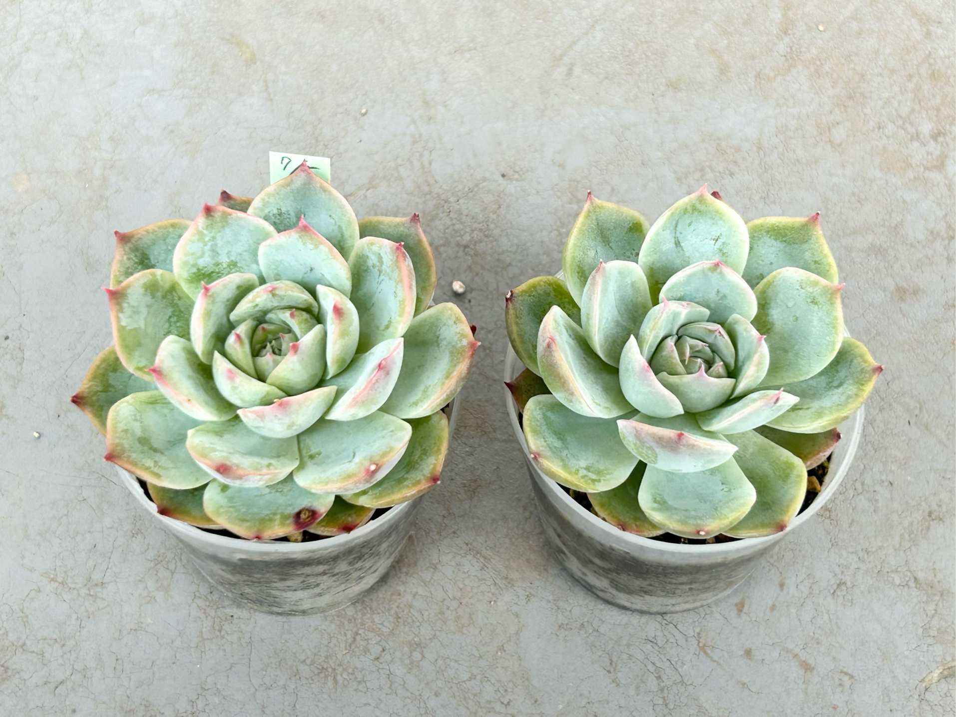 シルエット 葉挿し赤ちゃん 土実験の1年間（2025年7月終了