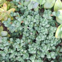 レーマニー,コルプスクラリア レーマニー,紅葉する多肉,地植え,紅葉多肉の画像