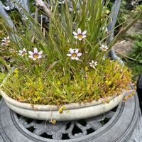 ニワゼキショウの画像