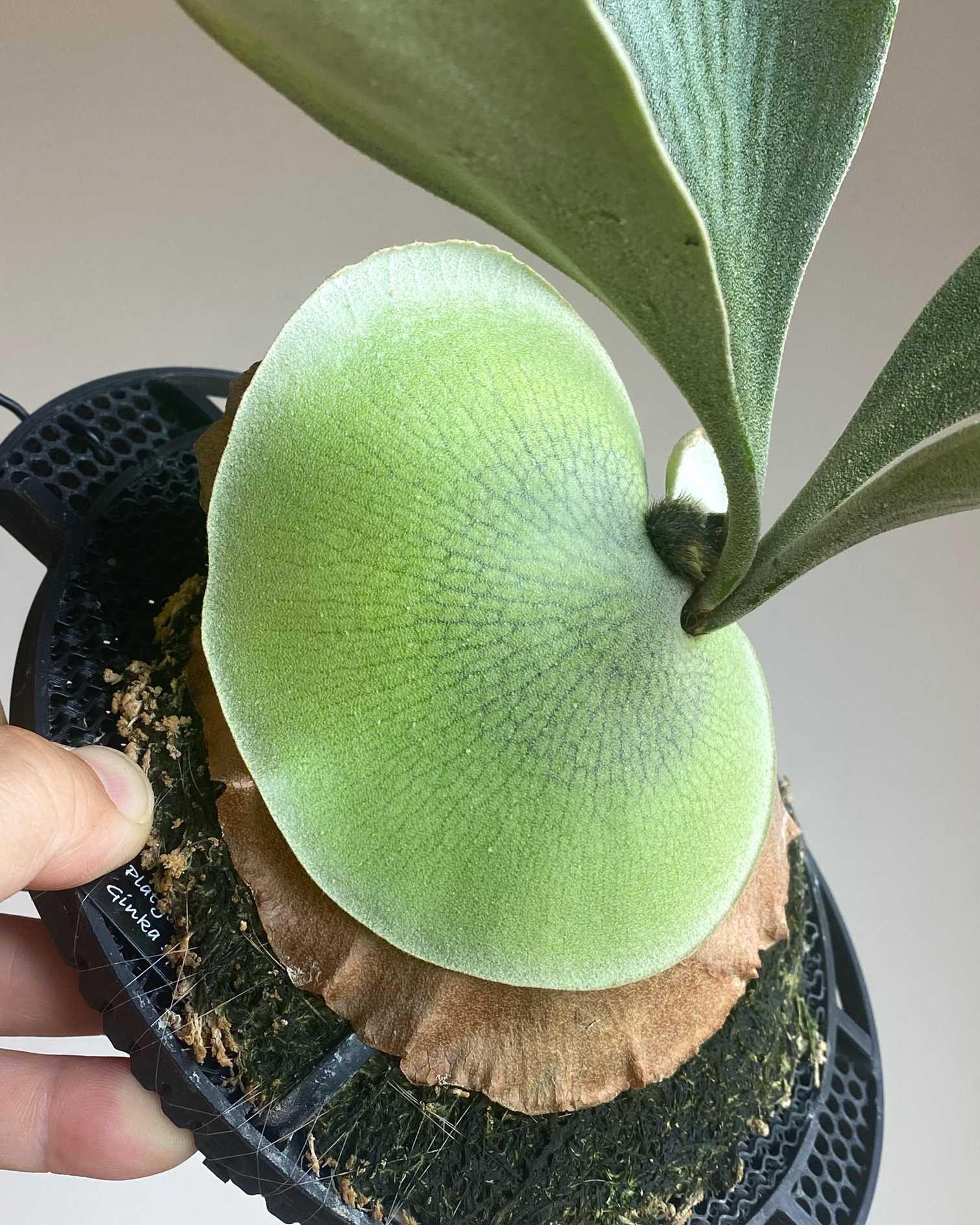 P. Ginka sporelings 成長記録 2025.6.4｜🍀GreenSnap（グリーンスナップ）