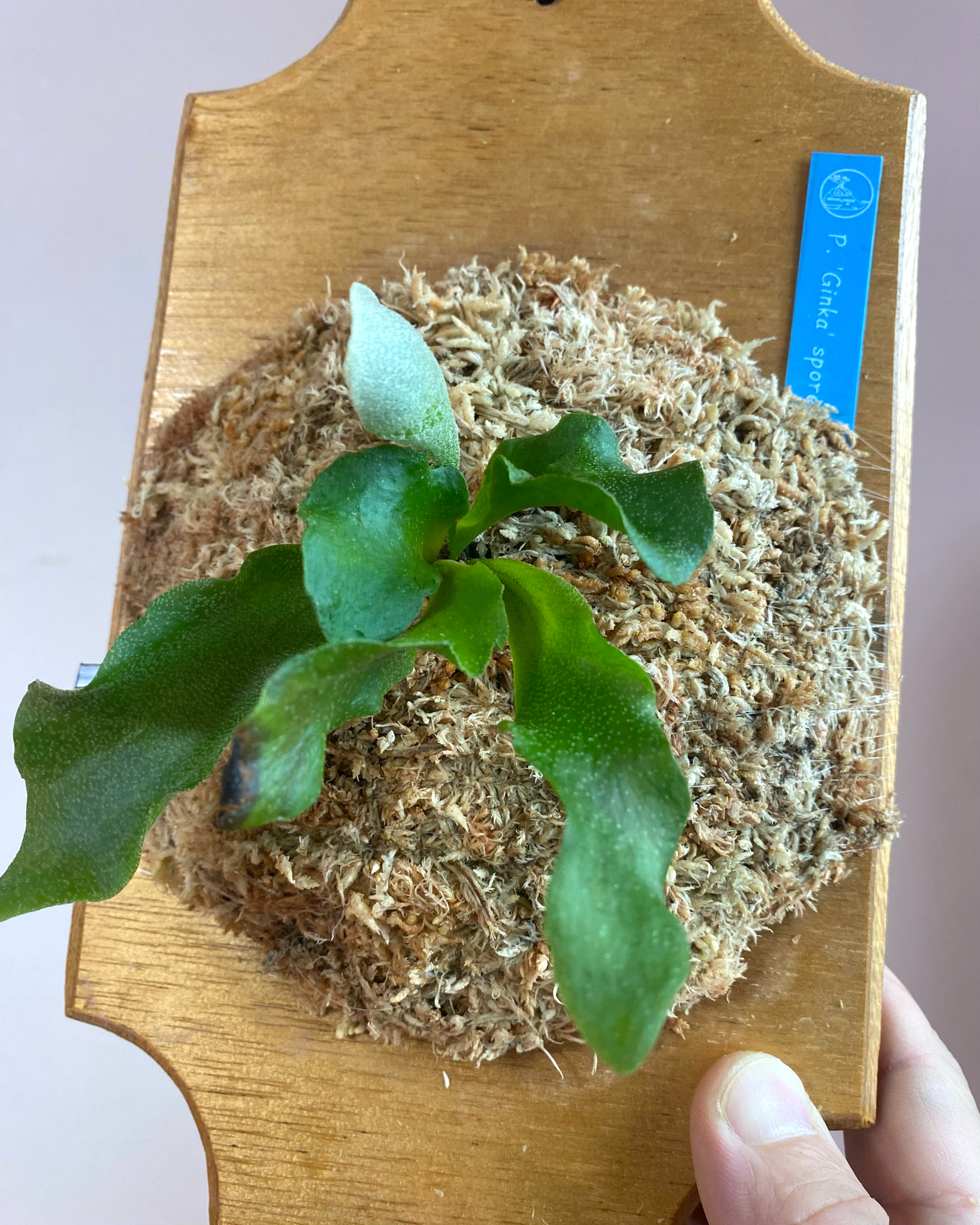 P. Ginka sporelings 成長記録 2025.6.4｜🍀GreenSnap（グリーン