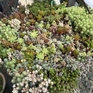 オーロラ,乙女心,パープルヘイズ,セダムいろいろ,花火の画像