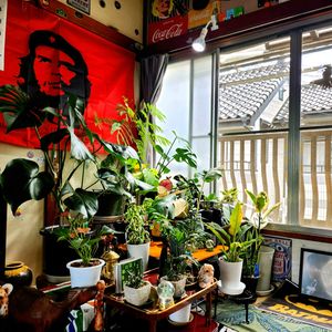 アンスリウム,モンステラ,カラテア,観葉植物,ハイドロカルチャーの画像