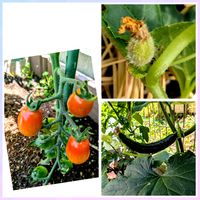 キュウリ,ミニトマト,メロン,放ったらかし,成長中の画像