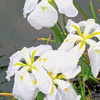 ハス,ハス,ハナショウブ,ハナショウブ,ハナショウブの画像