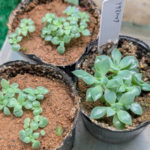 エケベリア,ルビーブラッシュ,黒爪ザラゴーサ,メンチャカ,サラヒメ交配の画像