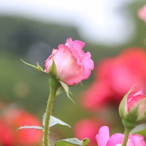 薔薇,日本庭園,新宿御苑,癒し,花のある暮らしの画像