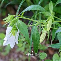 ドクダミ,ホタルブクロ,オタマジャクシ,ヒメジョオン,ヤエドクダミの画像