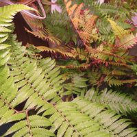タカワラビ,キンモウコウ,観葉植物,癒し,インテリアグリーンの画像