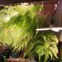 タカワラビ,キンモウコウ,ジオ・ゴールデン・ボバイン,観葉植物,癒しの画像