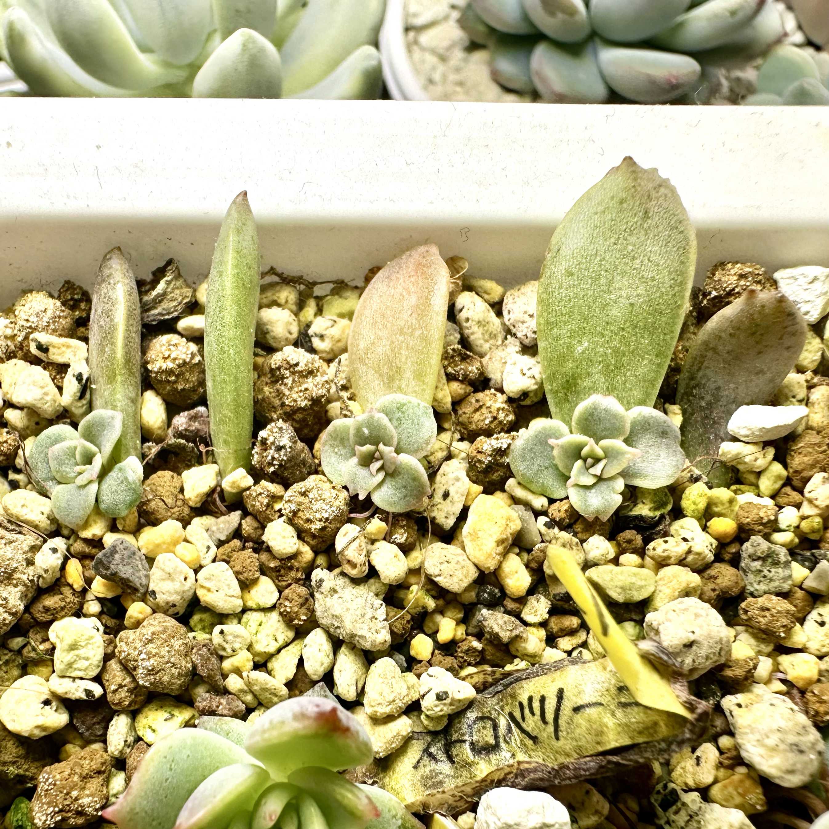 グラプトベリア スターファイヤーの一覧｜🍀GreenSnap（グリーンスナップ）