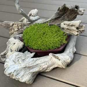 セダム,多肉植物,セダム属,流木,万年草の画像