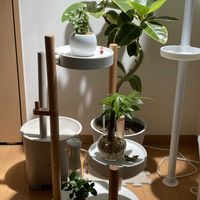 パキラ,ガジュマル,ゴムの木,プミラ,観葉植物の画像